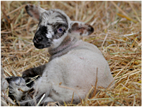 A farm sanctuary lamb rescued.