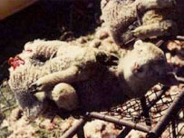 A sheep after mulesing.